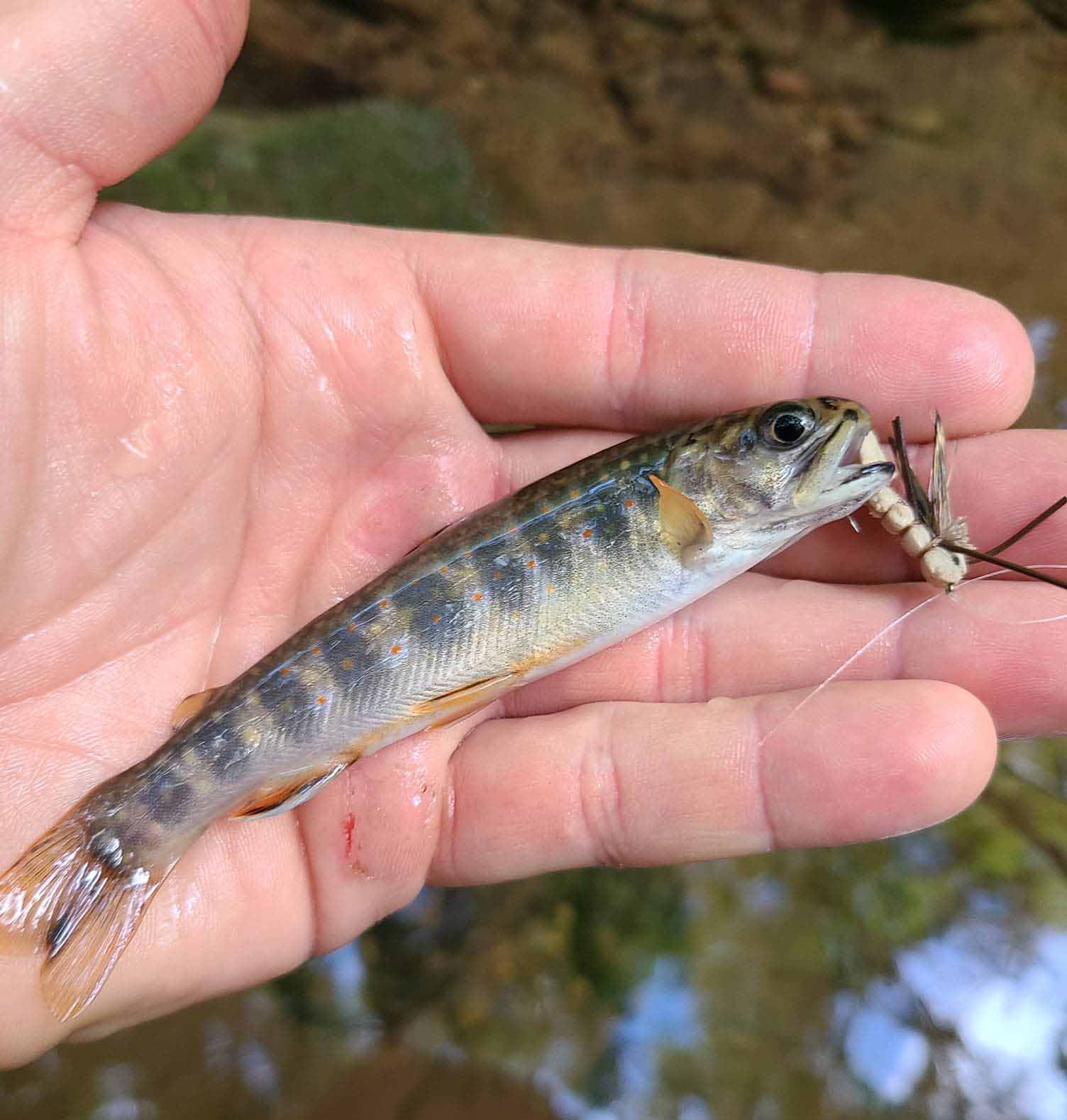 How to catch more brook trout and brown trout with terrestrials ordinaryappalachia How to catch more brook trout and brown trout with terrestrials ordinaryappalachia
