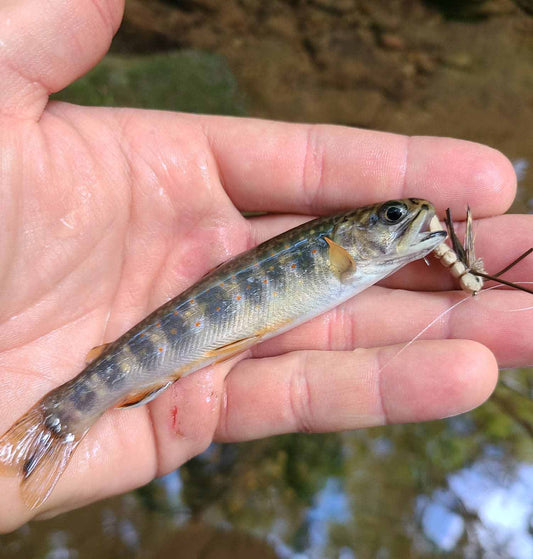 Terrestrials | Catch more summer brooks and browns